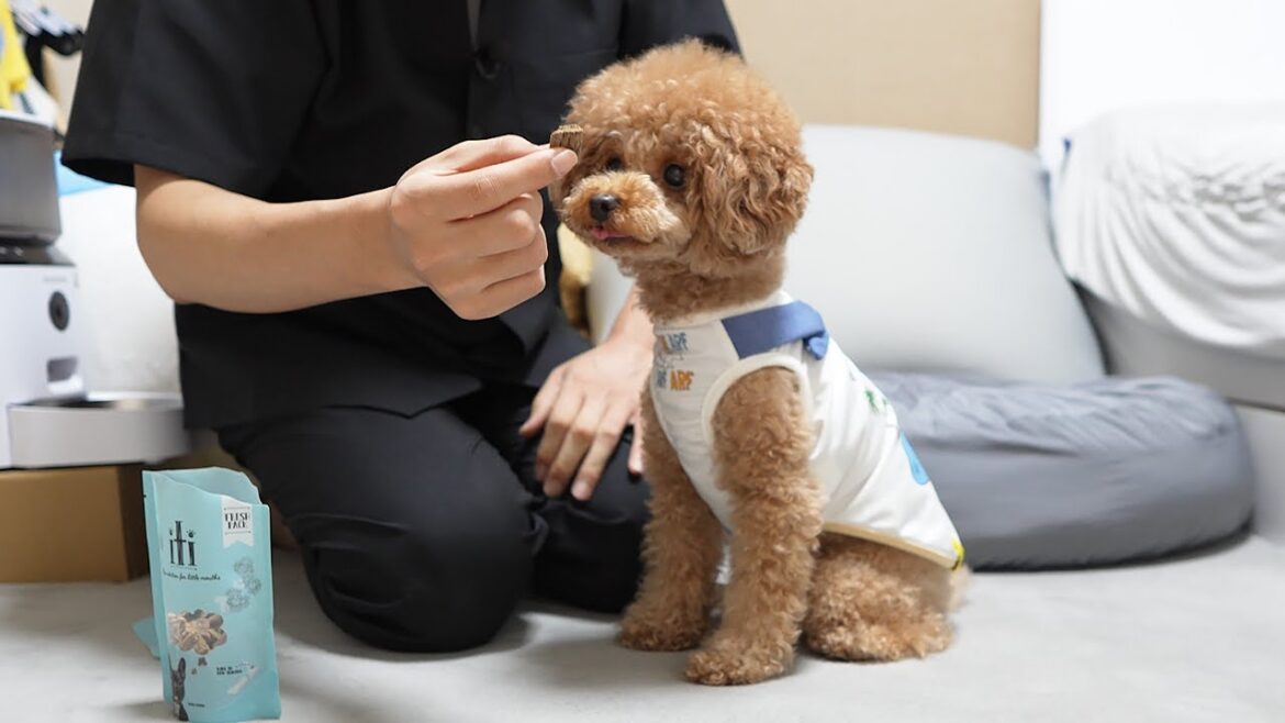 犬のストレス発散に食いつきがいいと評判のおやつあげてみた 犬のストレス発散に食いつきがいいと評判のおやつあげてみた