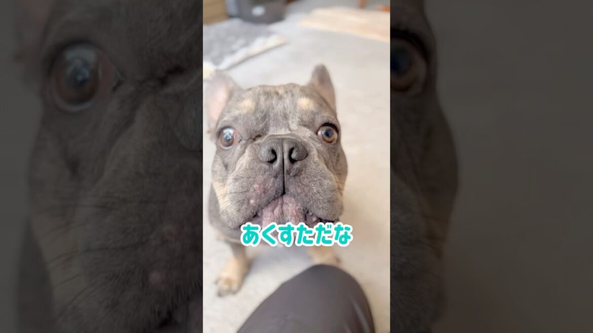 乗り気ですw #shorts #フレブル #フレンチブルドッグ