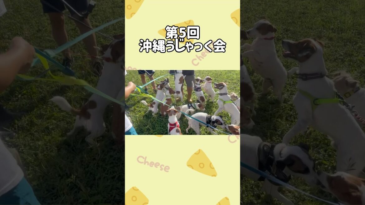 第5回沖縄うじゃっく会#shorts #ジャックラッセルテリア #うじゃっく会#jackrussellterrier #オフ会