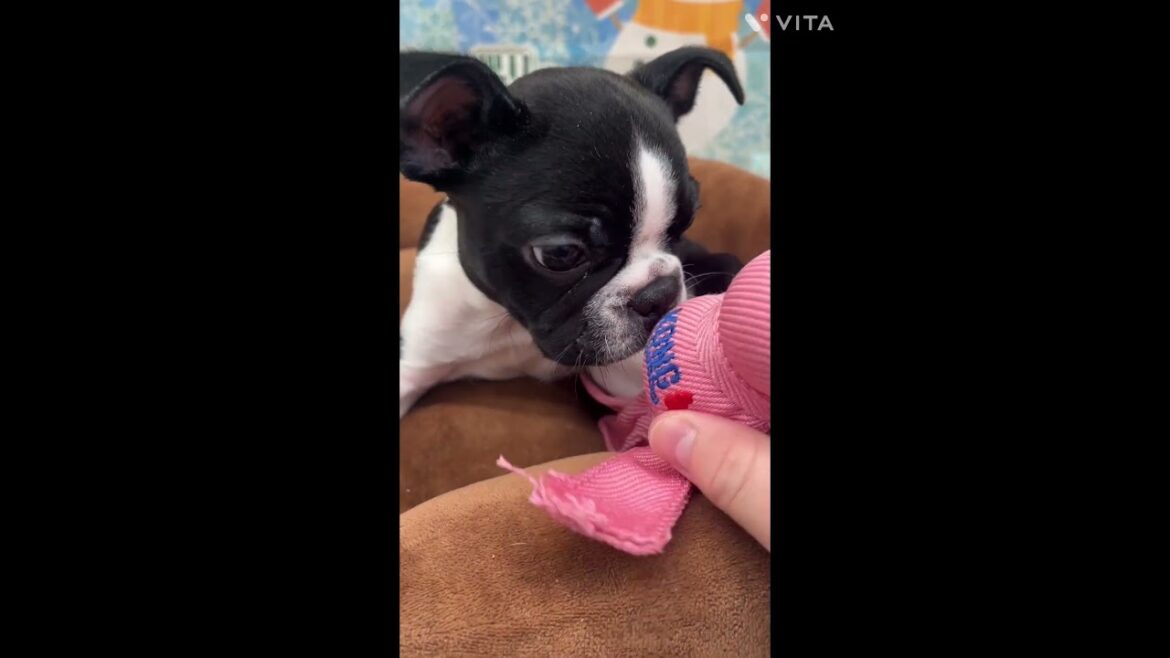 【ひごペットフレンドリー】ボストンテリアの男の子【和歌山店】