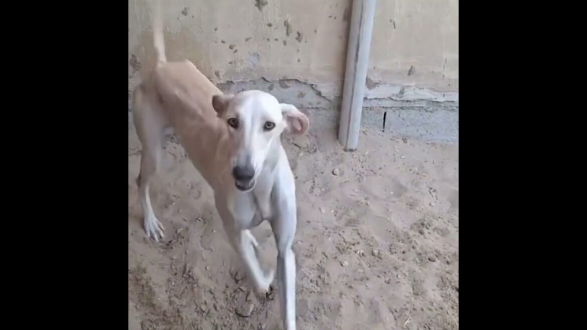 كـلاب الصيـد (السلوقـي) Hunting dogs