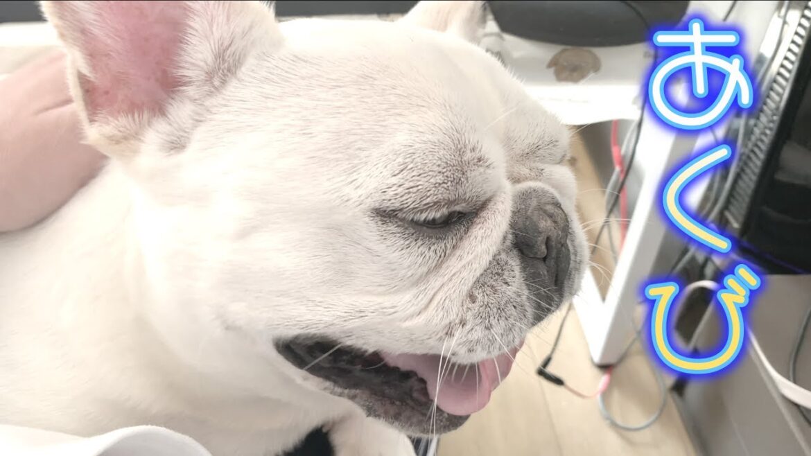 お喋りしながら肩のマッサージ【フレンチブルドッグ frenchbulldog】