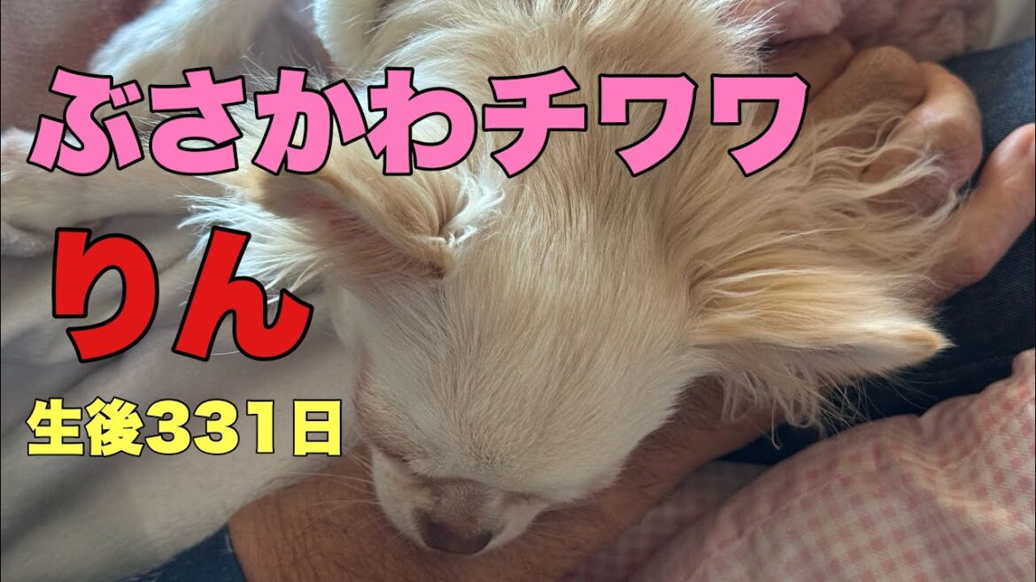 ぶさかわチワワりん。生後331日【vlog】