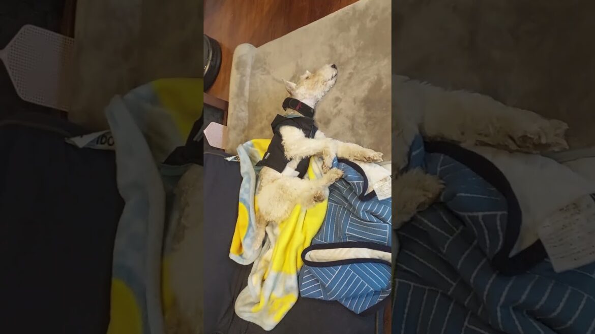 2023/1/8 夢の中へ #ワイヤーフォックステリア