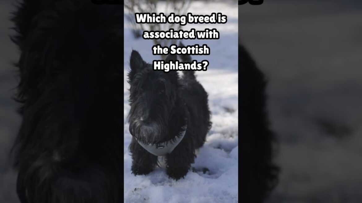 Scottish Dogs #doglovers #dogtraining #petlovers