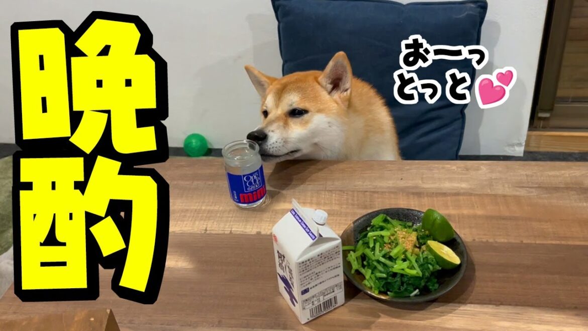 誰よりも早く着席し晩酌する柴犬が衝撃的な可愛いさで悶絶してしまいました