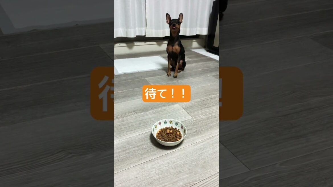 待て！！#shorts #ミニチュアピンシャー #ミニピン #チワワ #しつけ