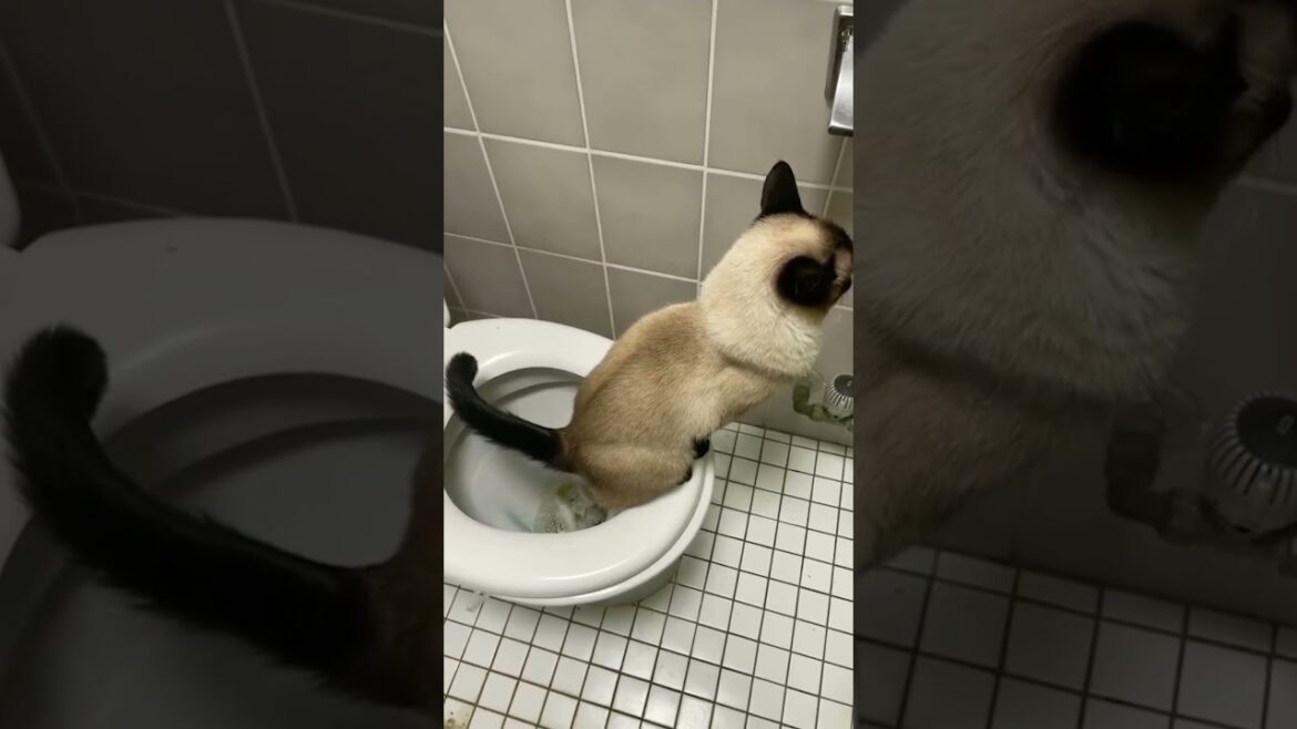 Meet Whiskers: The Cat Who Said Goodbye to Litter Box🐱