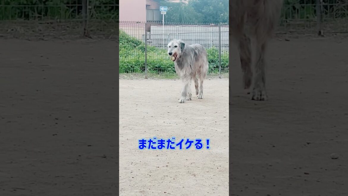 アイリッシュウルフハウンド のアレスくん、まだまだ元気です😊#shorts