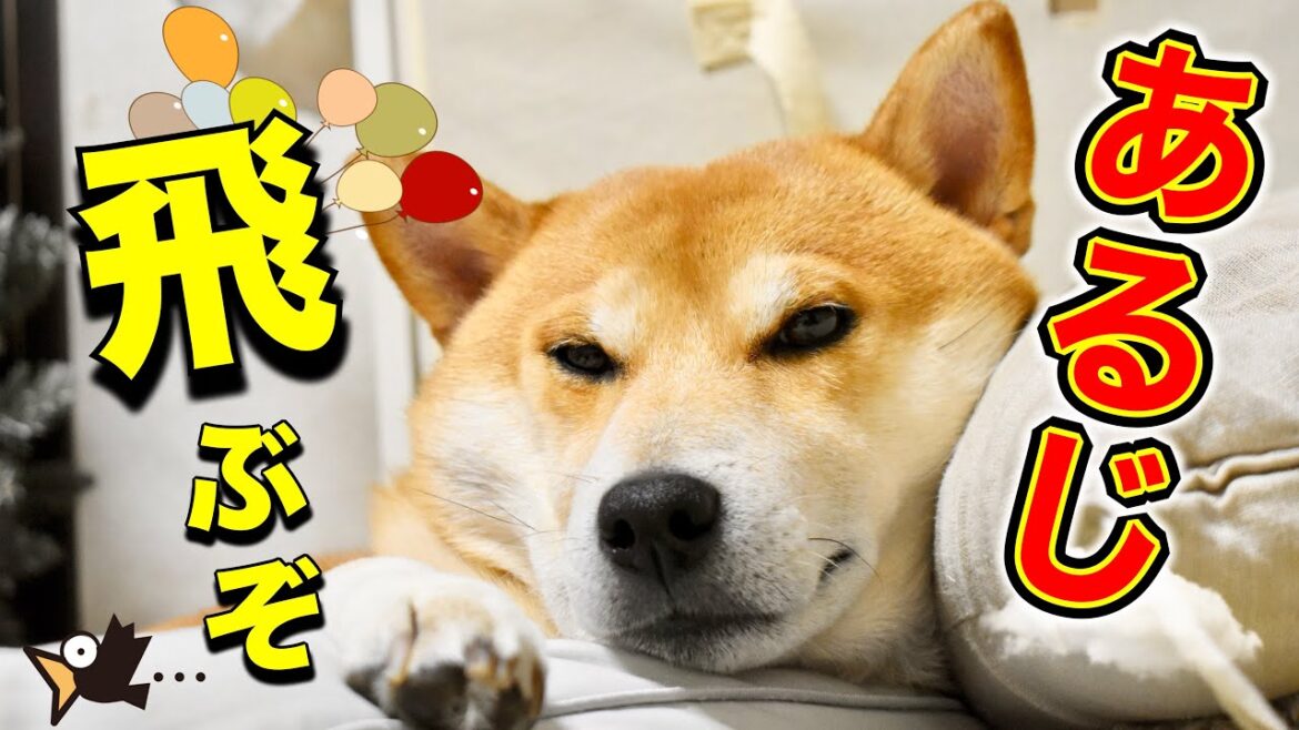 ブラッシングするとおっさんになる柴犬こむぎと秋の山中で引退しかけた飼い主【あるじのステップ】三浦半島散歩