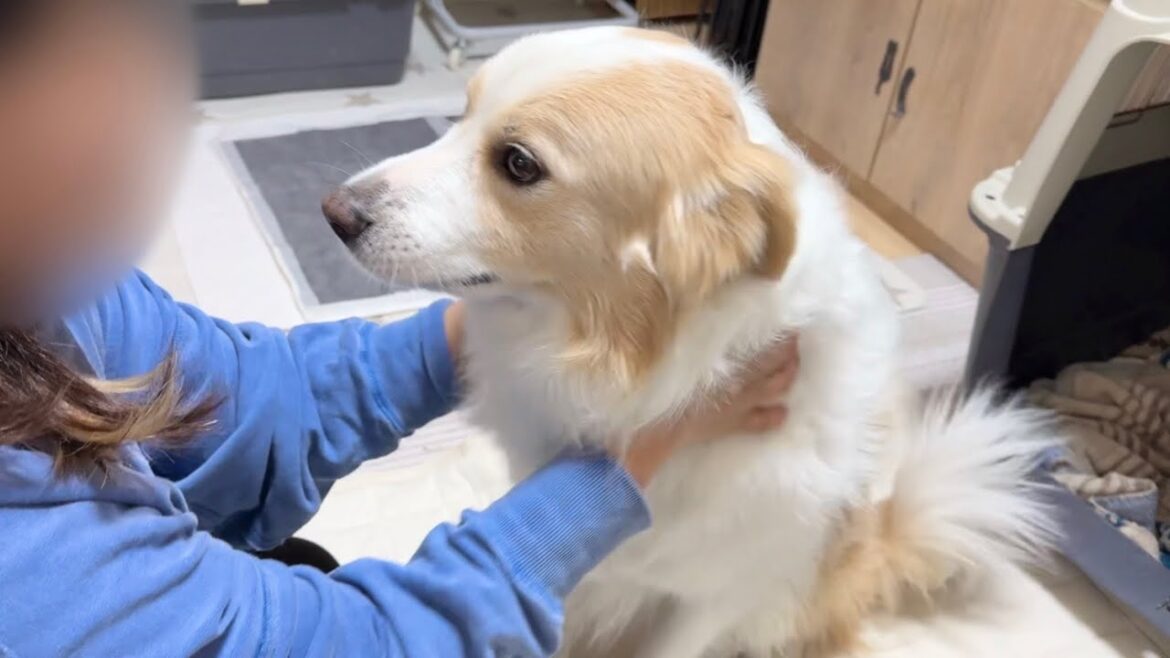 出国直前に犬の異変に気づいて緊急で病院へ...【ボーダーコリー•ゴールデンレトリバー】