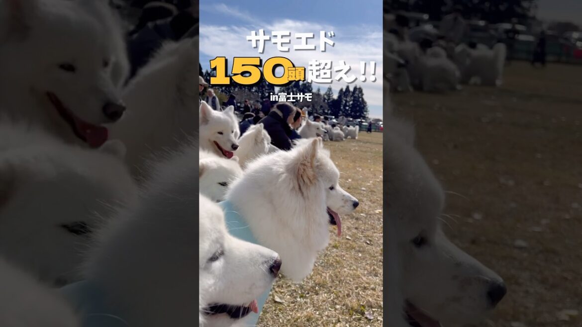 【150頭超え】過去最大級のサモエドオフ会がもふもふ天国だった  #samoyed #大型犬 #癒し動画