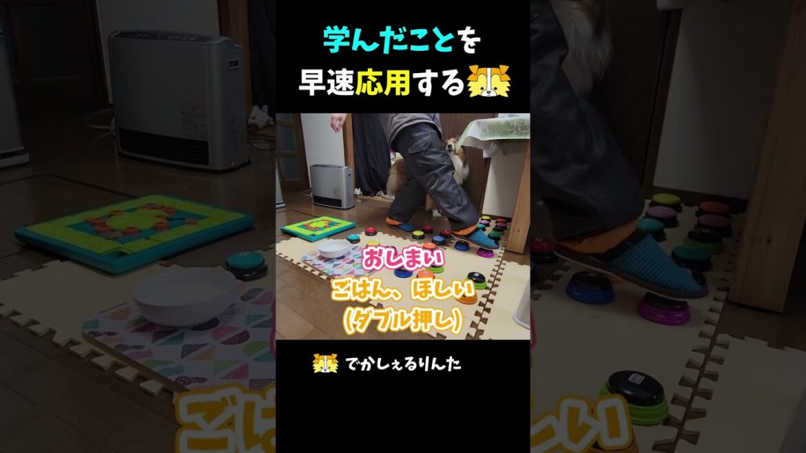 学んだことを早速応用するシェルティ【会話ボタンでしゃべる犬】  #shorts #dog