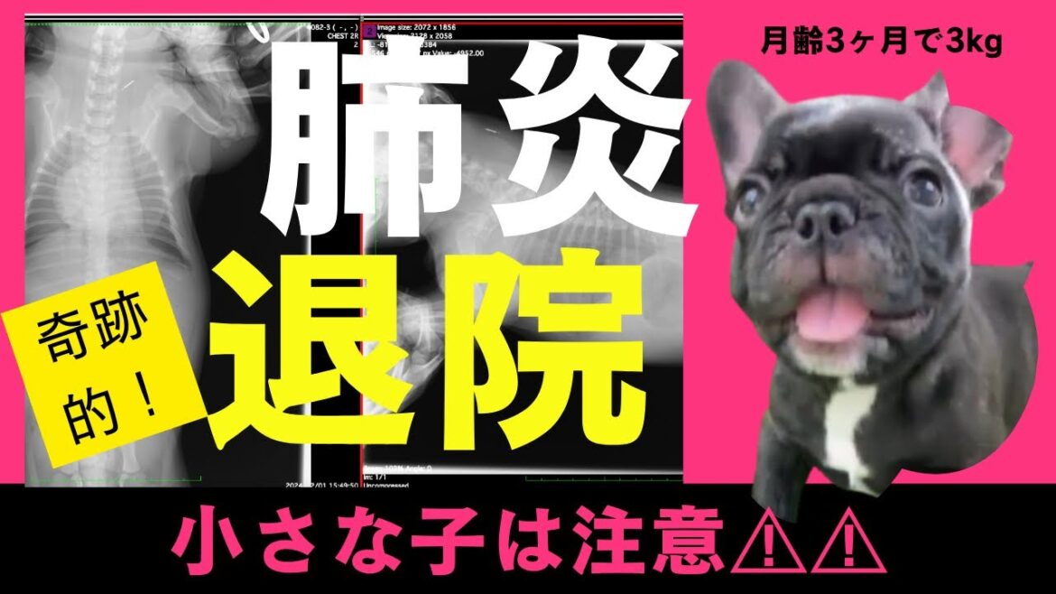 【危険】３㎏の赤ちゃん子犬が肺炎に…気をつけるべき盲点　#あしゅらごん