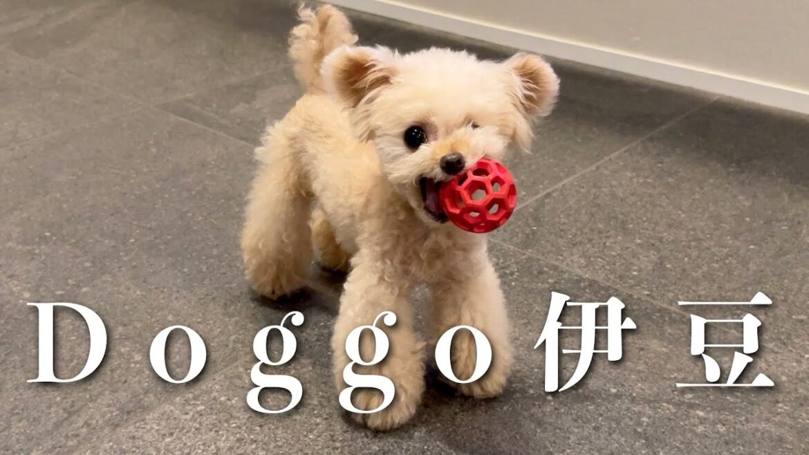 ドッゴ伊豆にお泊りしてきました【Doggo伊豆】【トイプードル】