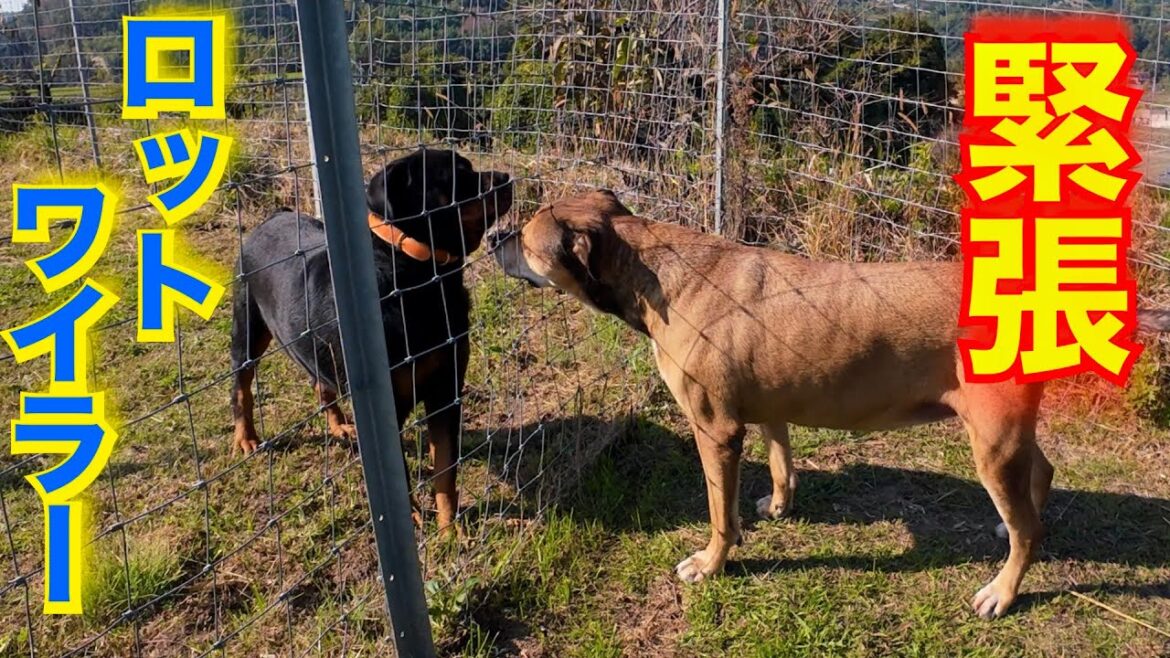 【大迫力】超大型犬ロットワイラー権蔵くんのお見合い