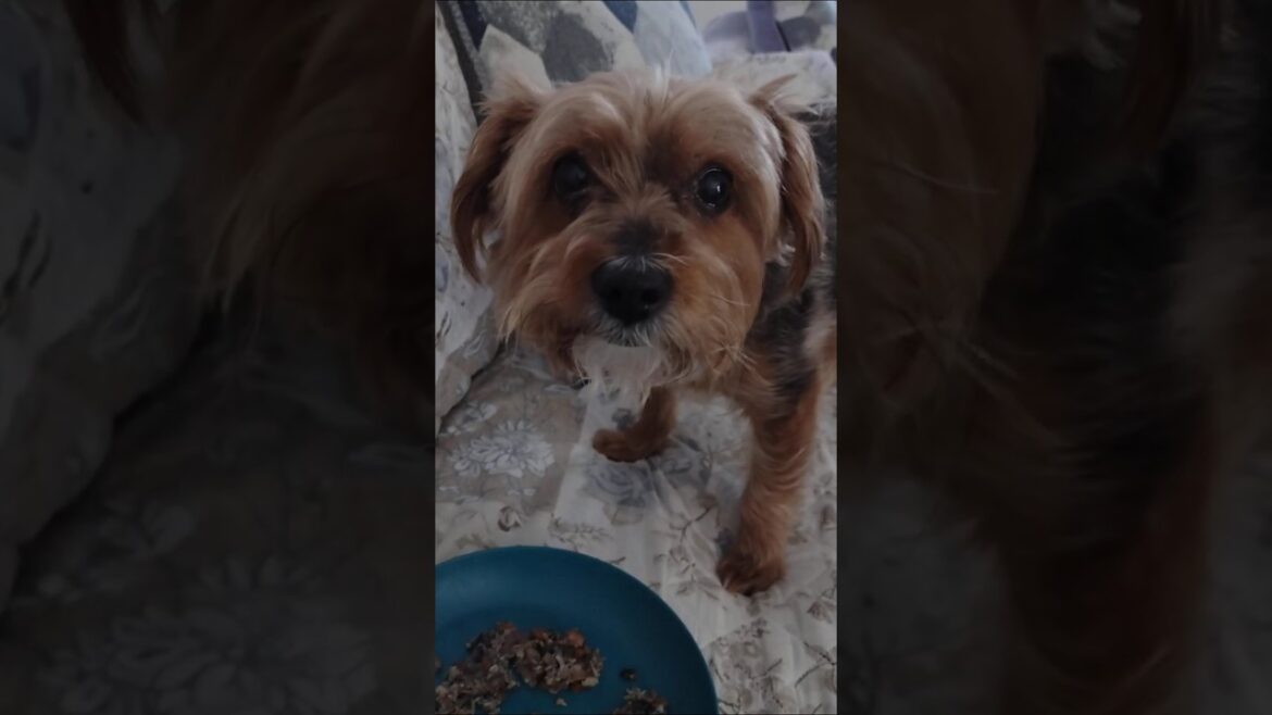 Homemade dog food recipe#seniordog #yorkie#homemadefood #petshorts #dogfoodrecipe#pets