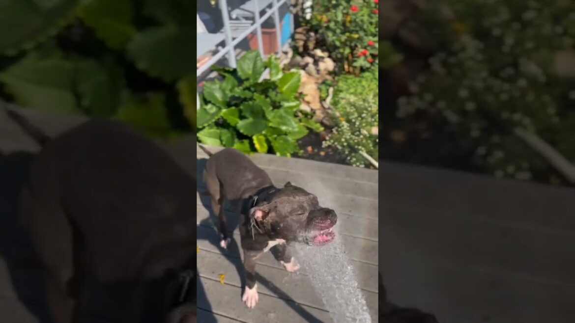 Meet Pauly a Terrier, American Staffordshire currently available for adoption! 12/4/2024 12:20:52 PM