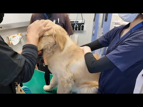 異常が起き急遽病院へ。検査で分かった意外な原因に思わず。【Golden Retriever japan】 異常が起き急遽病院へ。検査で分かった意外な原因に思わず。【Golden Retriever japan】