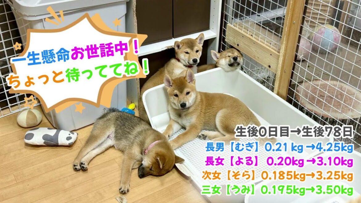 柴犬なつ！子育て生配信【生後89日】立派に成長しすぎて頭突きの勢いとダメージがヤバい子犬たち（笑）