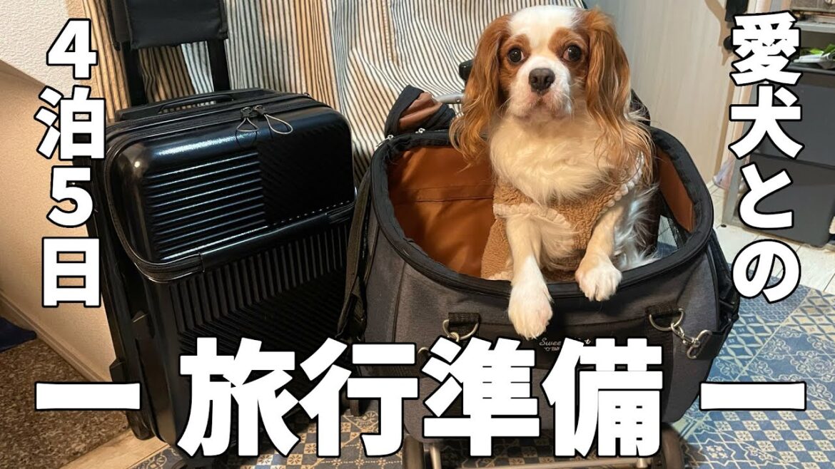 キャバリア犬と４泊５日旅行のパッキング‼︎旅行準備が想像以上に大変過ぎた…