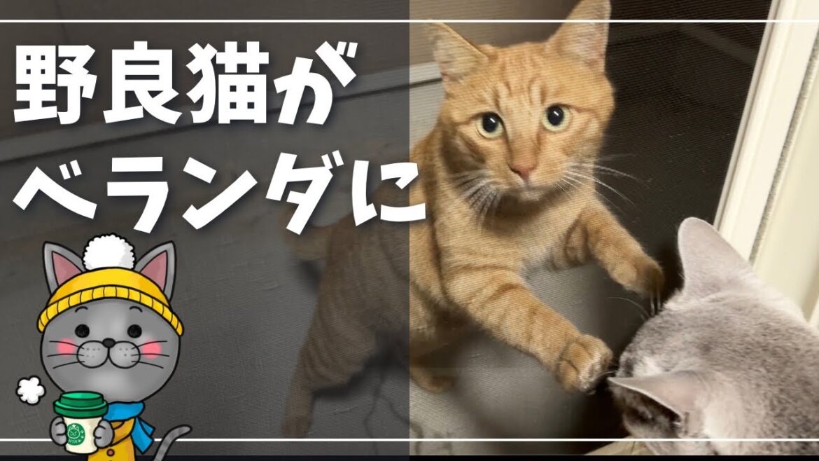 前、遊びに来たときと何か違うぞ…【ロシアンブルー】野良猫