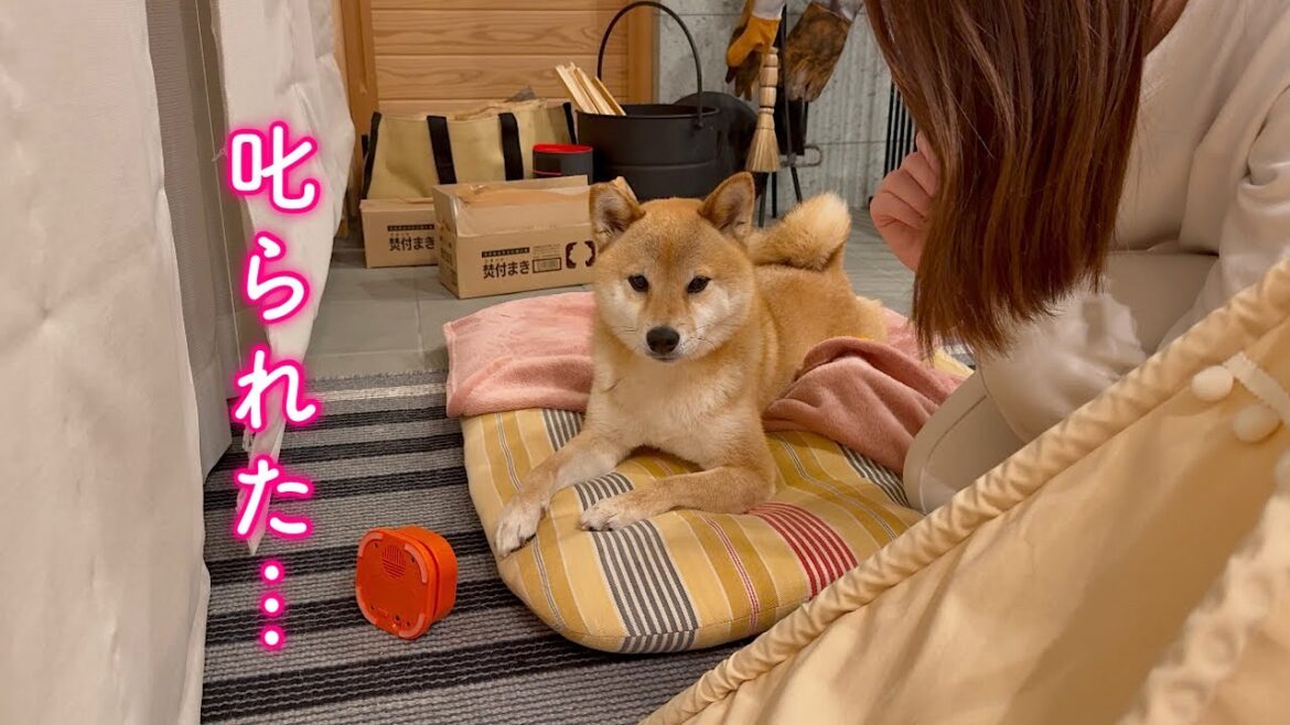 賢いと褒められたのに結局ママに叱られて拗ねる柴犬が可愛い
