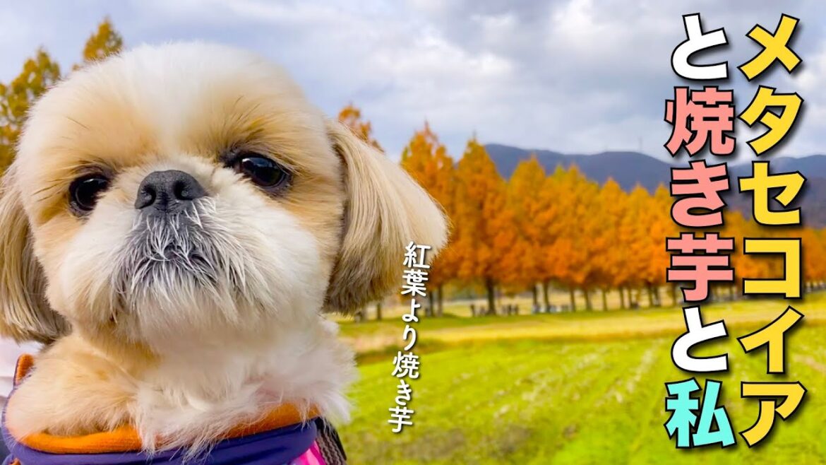 【シーズー】メタセコイアと焼き芋と私 www【361】 【シーズー】メタセコイアと焼き芋と私 www【361】