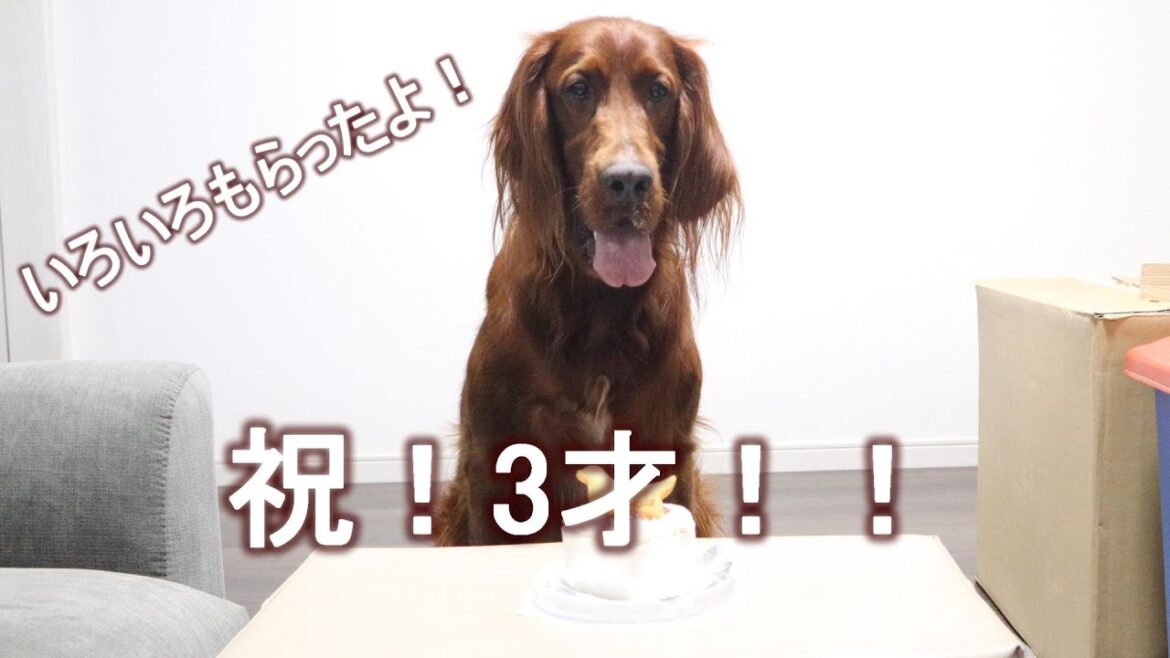 祝誕生日！！いろいろなプレゼントで大喜びの琥太郎でした｜アイリッシュセッター