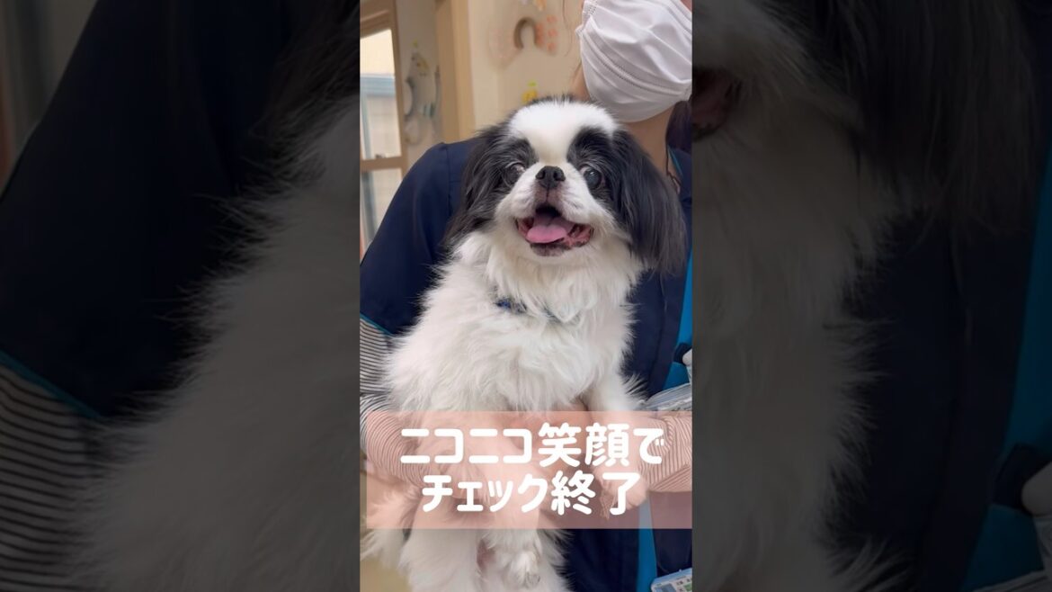 【狆】犬公方もお墨付きの可愛さ⁉️お犬様のホテル生活