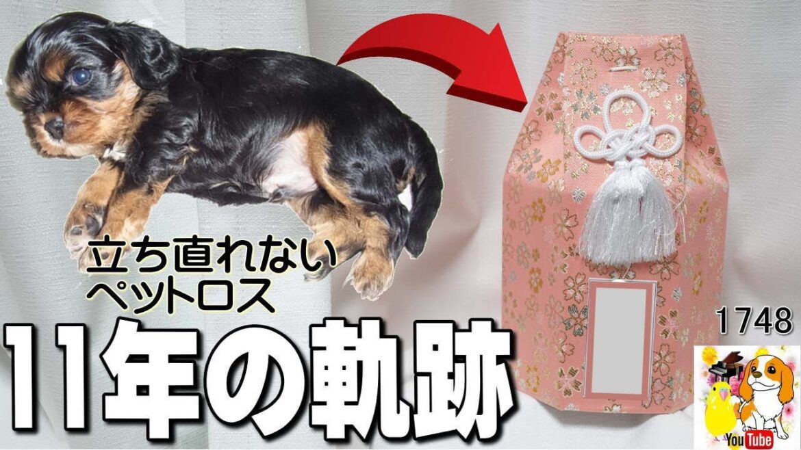 キャバリア犬は天使❤可愛すぎる❤好き過ぎてペットロスが回復しません💦｜KYAPIA TV きゃぴあてれび ＃1748