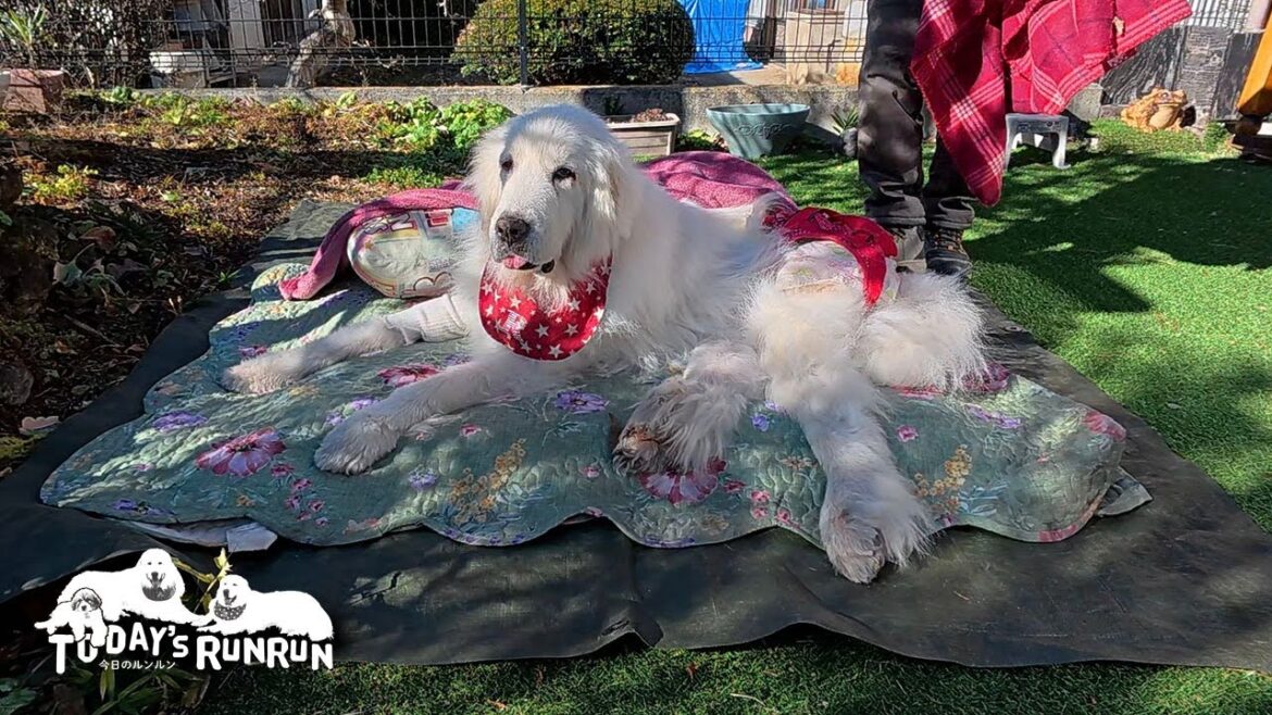 【出発編】毎年恒例の野沢菜漬けに出発したルンルンとアランとベルです　Great Pyrenees　グレートピレニーズ