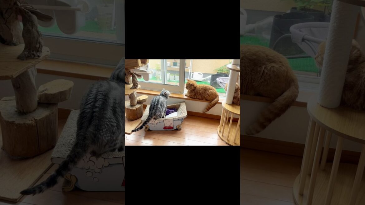 あいさつ代わりのシャー #猫 #アメリカンショートヘア #shorts