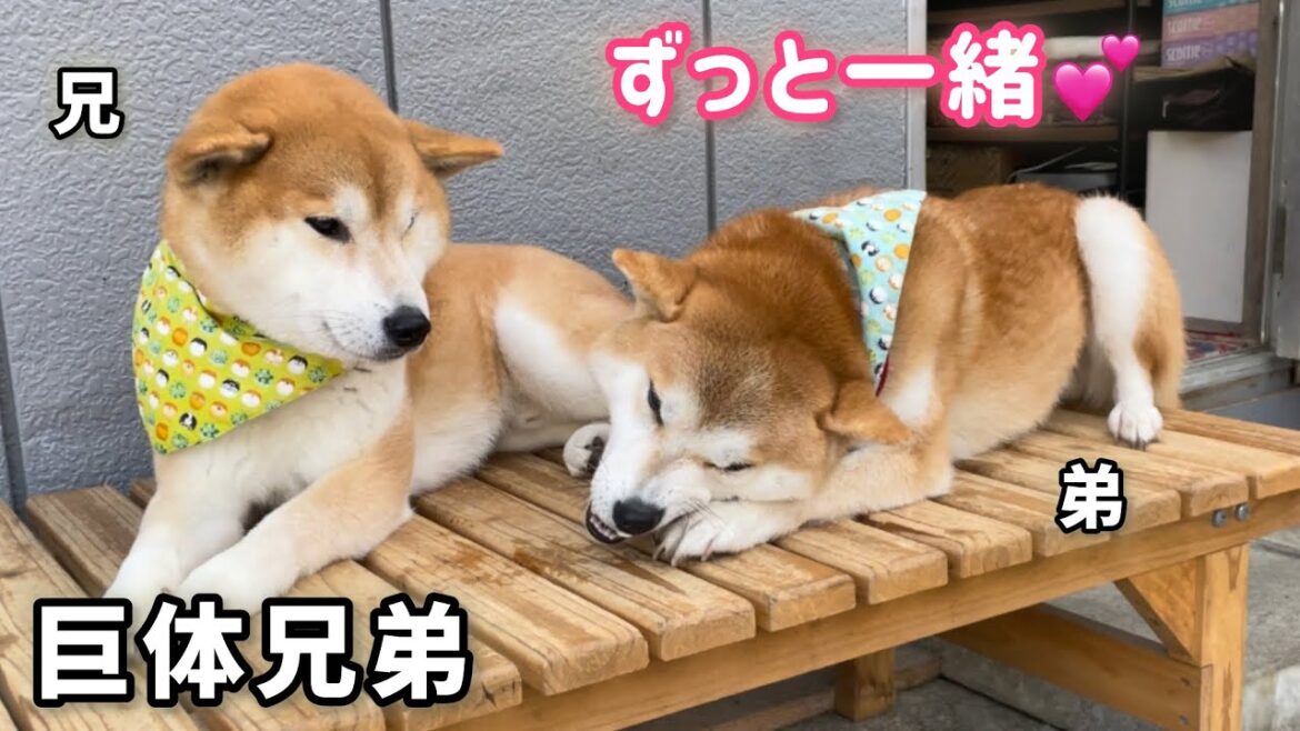 いつもニコイチな柴犬巨体兄弟がかわいい
