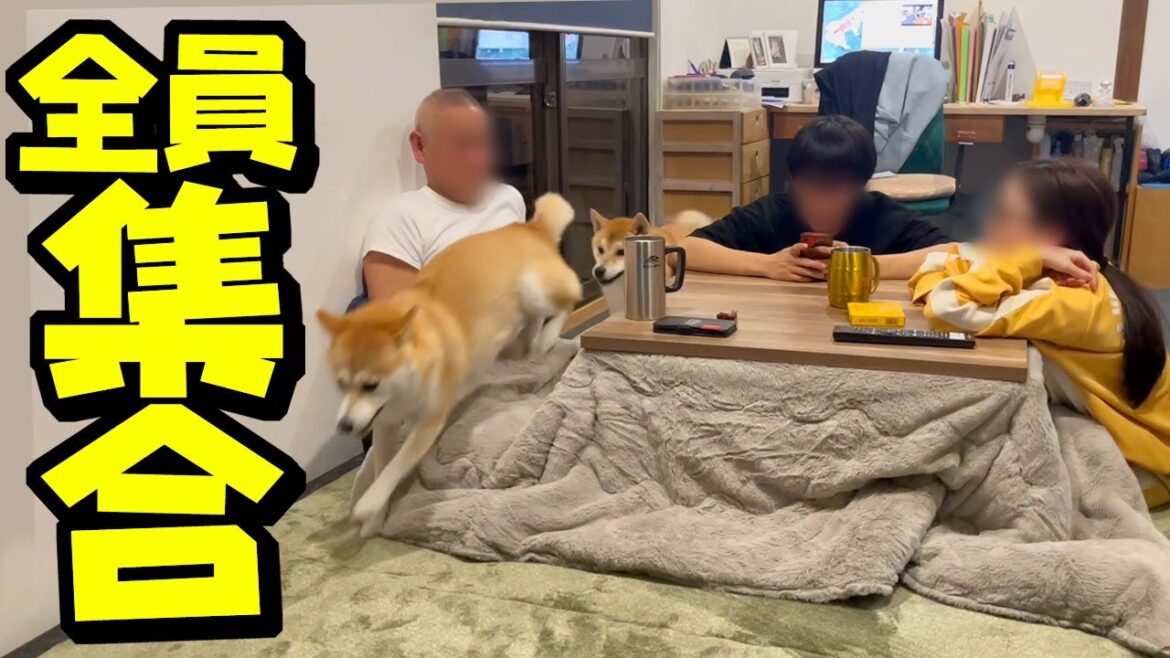 2年ぶり家族でコタツを囲んだら柴犬も大騒ぎになりました