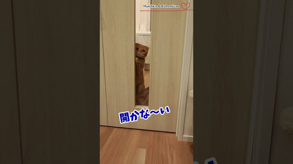 【マンチカン】開かなーい！ 【犬と猫、両方飼ってると毎日かわいい♥】