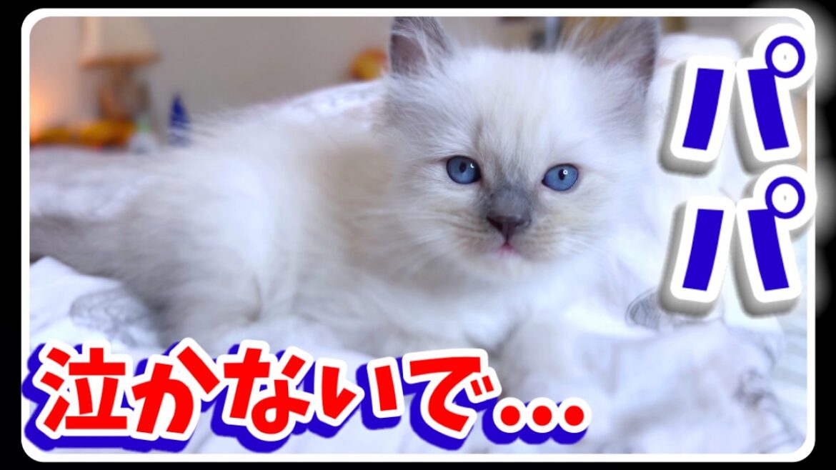 【生後46日目・後編】感動の親子初対面でパパ猫が嬉し涙😭💕子猫の納豆離乳食 #多頭飼い