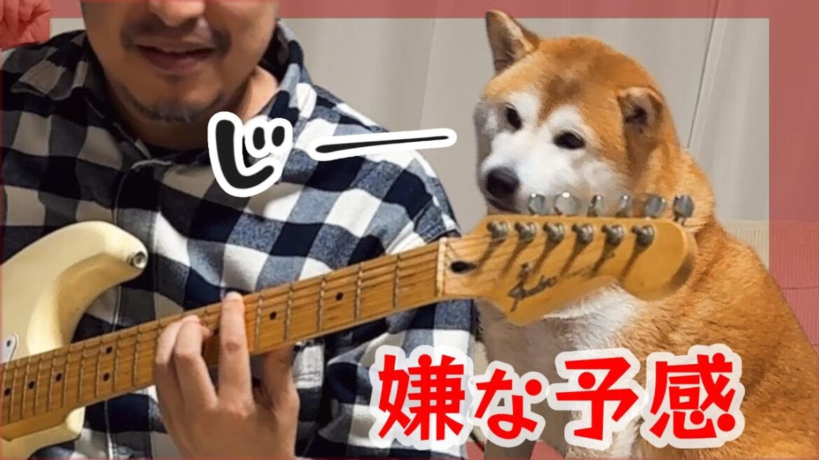【大惨事５秒前】柴犬の前で絶対にギターを弾いてはいけない…