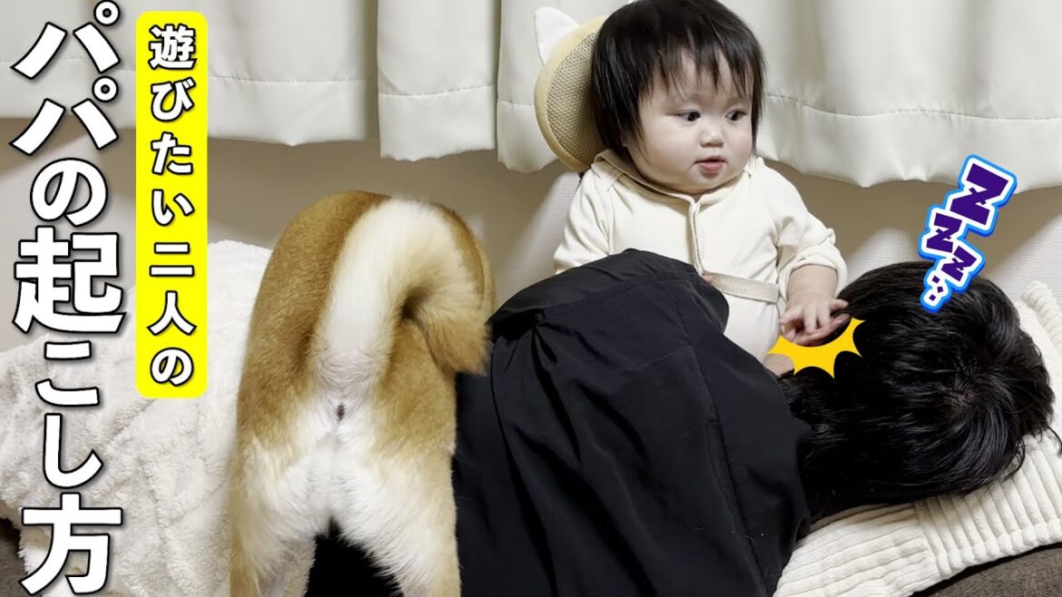 仕事疲れも吹き飛ぶ？１歳児と柴犬の笑いと癒しのパパ起こし