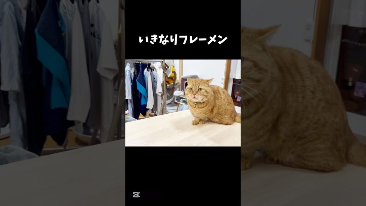 いきなりフレーメン！ #猫 #マンチカン #shorts