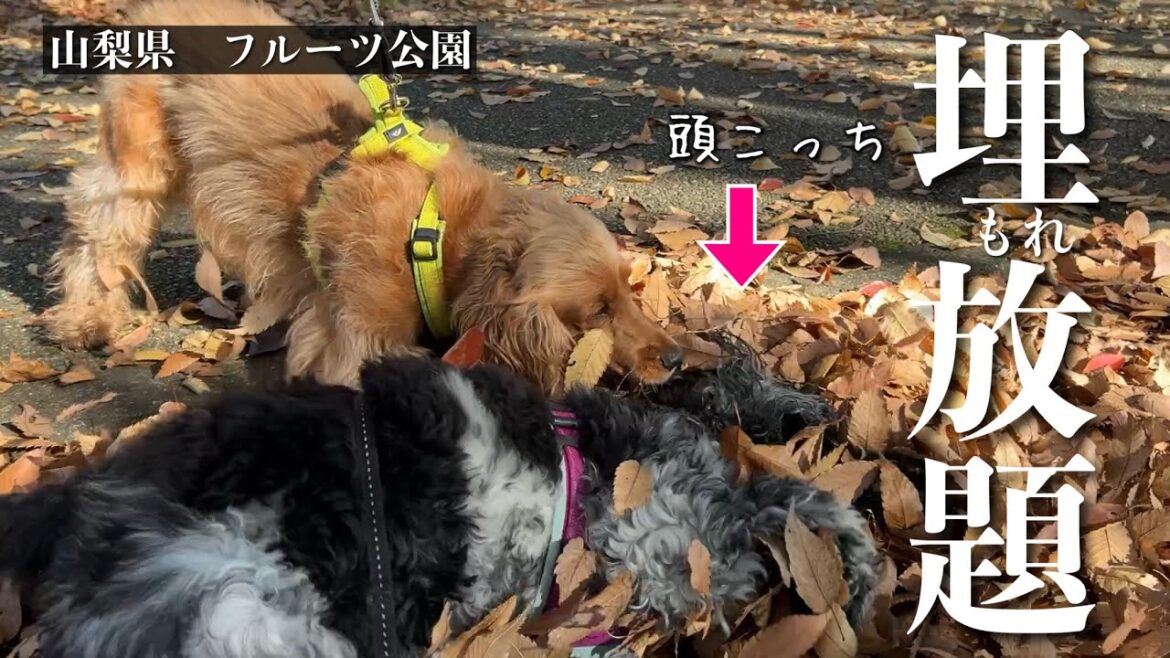 【お散歩スポット巡り#38】埋もれ放題～フルーツ公園　イングリッシュコッカースパニエル「みみ」 の気持ち