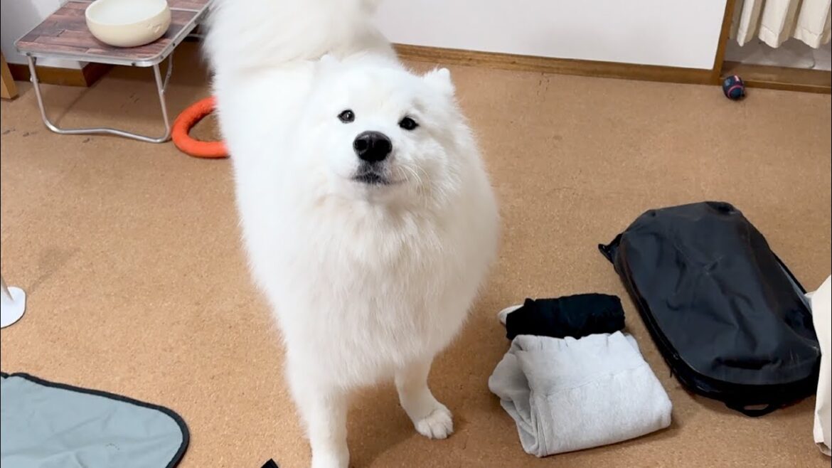 お出かけと思ったら仕事に行ってしまったママにご不満おしゃべりを連発する犬がかわいすぎました…