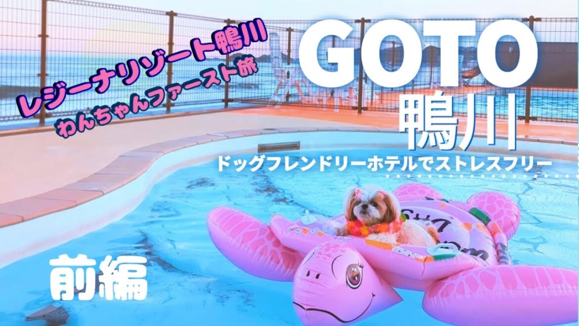 【犬と旅行】リピ決定！レジーナリゾート鴨川/わんちゃんとプールで遊ぶ夏の家族旅行！　#わんちゃん #シーズー#犬とお出かけ #オーシャンビュー