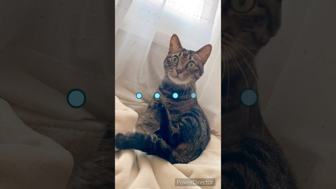 かたまる…おしごろう🌼