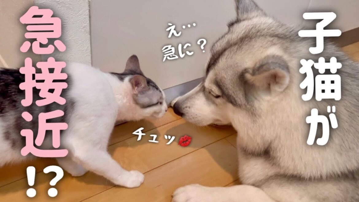 子猫がハスキー姉妹に近づくようになりました！