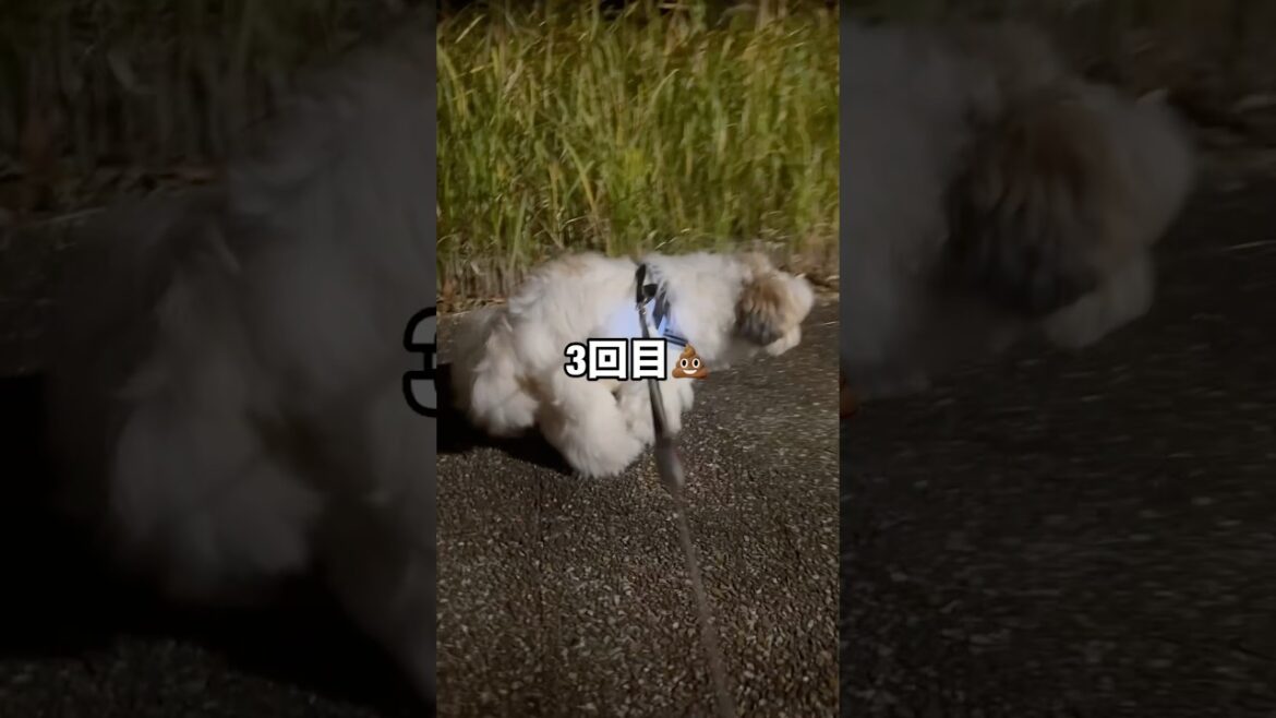 【シーズー】パパの出張帰りに💩3回お見舞いするイッヌ #シーズー #shihtzu #shorts #はに丸 #はにちゃんねる