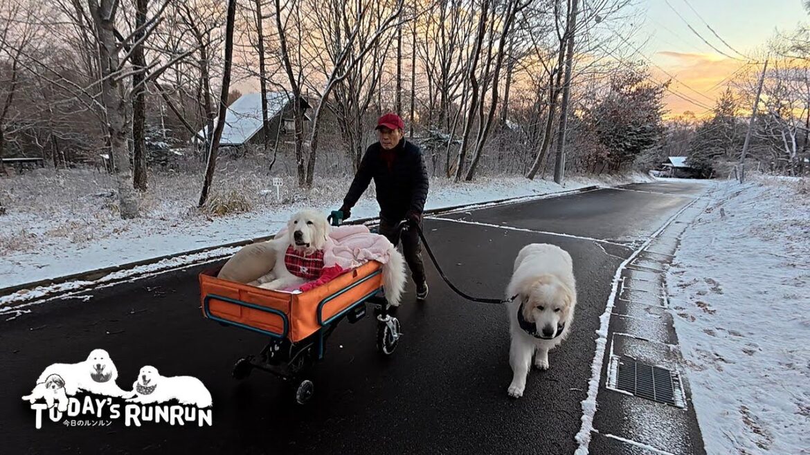 初雪の雪景色の中みんなで散歩したルンルンとアランとベルです　Great Pyrenees　グレートピレニーズ