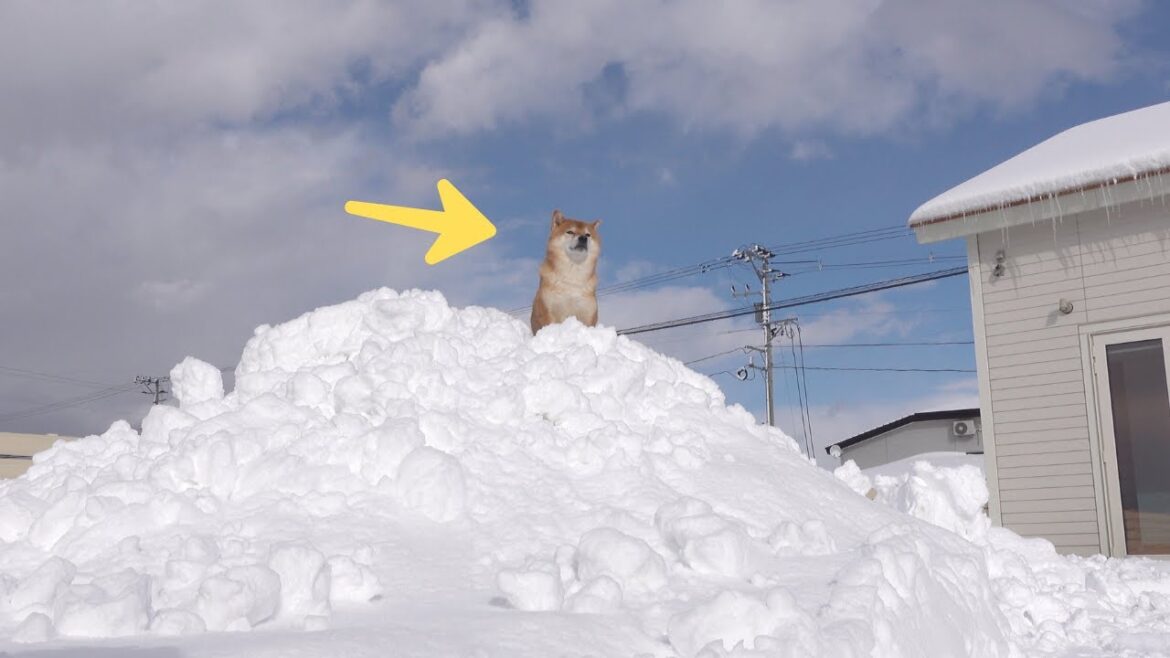 一年ぶりに雪山を見た柴犬ハチ、、イケメンすぎると我が家で話題に。