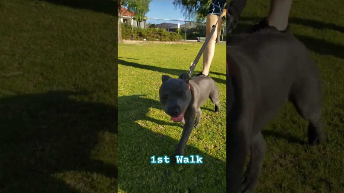 Puppy staffy 1st walk on leash. @MillieBlueEnglishStaff #staffy #puppy