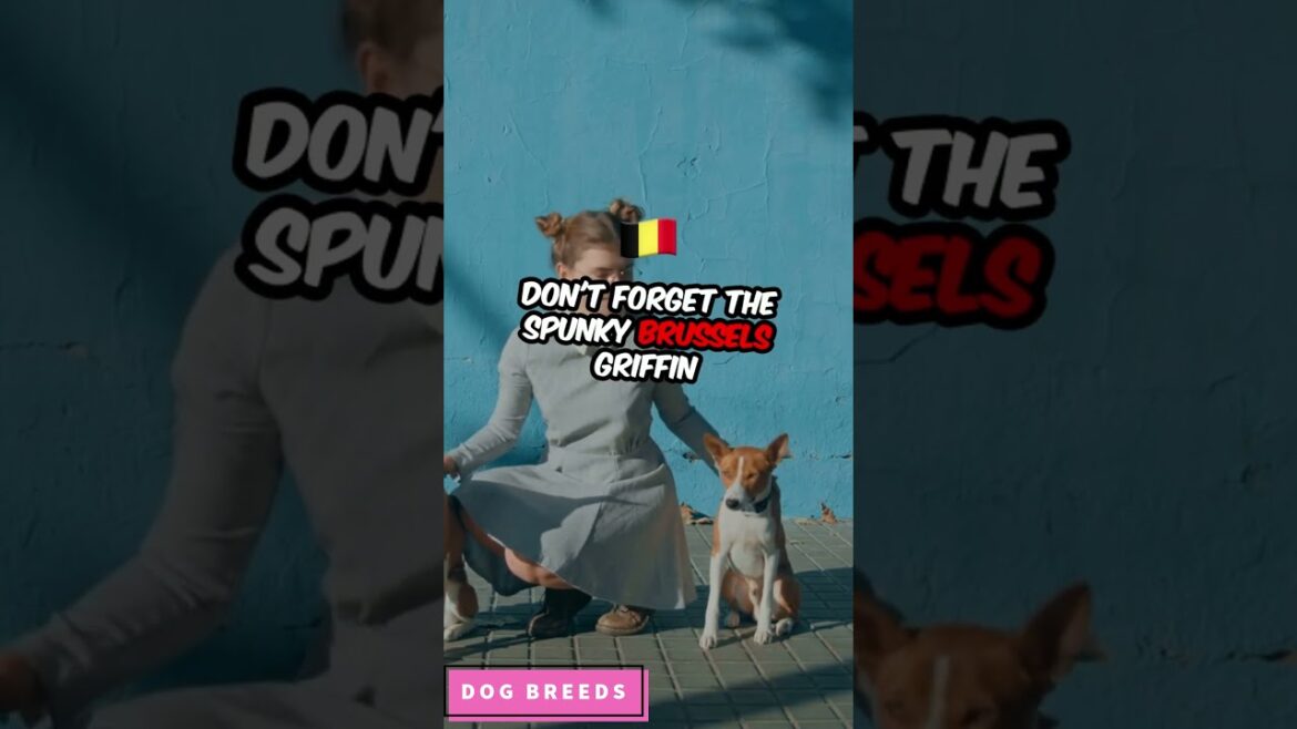 6 Quirky Dog Breeds Full Of Charm And Personality | Unique Dog Breeds |  #dog #shorts #shortvideo 6 Quirky Dog Breeds Full Of Charm And Personality | Unique Dog Breeds |  #dog #shorts #shortvideo